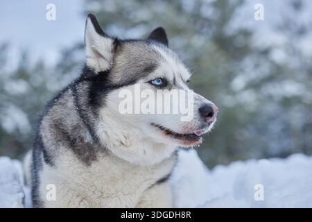 Ritratto di un bellissimo cane Husky sulla neve in inverno, cane sulla neve in inverno. Foto Stock