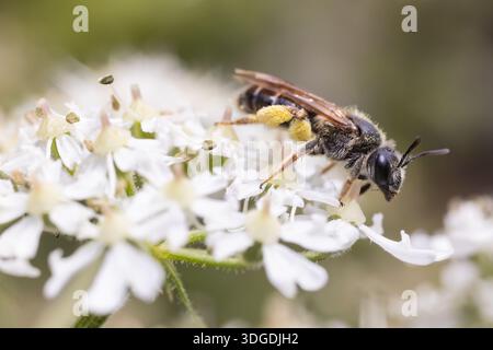 L'ape mineraria di Wilke, Andrena wilkella, su fiore di alghe, Kent, Regno Unito. Foto Stock