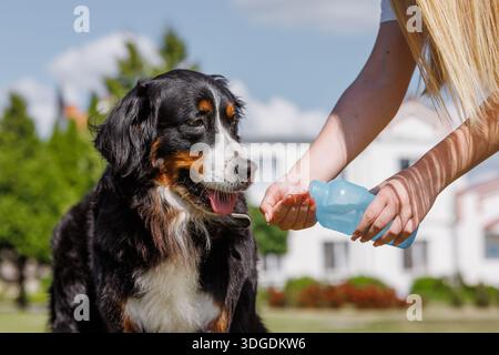 Un cane beve l'acqua da una bottiglia di plastica. Il proprietario di animali domestici si prende cura del suo cane in una calda giornata di sole, concetto di cura degli animali. Foto Stock