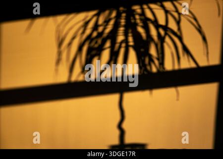 Silhouette minimalista e a contrasto elevato delle foglie di palma e del tronco realizzati su una parete gialla illuminata dal sole. Il gioco astratto di luce e ombra crea un Foto Stock