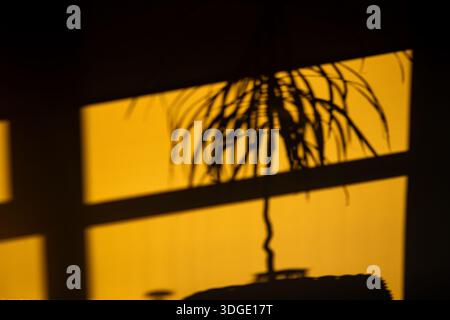 Silhouette minimalista e a contrasto elevato delle foglie di palma e del tronco realizzati su una parete gialla illuminata dal sole. Il gioco astratto di luce e ombra crea un Foto Stock