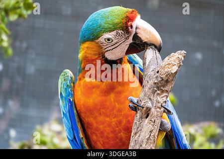 Ritratto ravvicinato di un colorato maccherone blu e oro ai Giardini Botanici di Maleny, Queensland, Australia Foto Stock