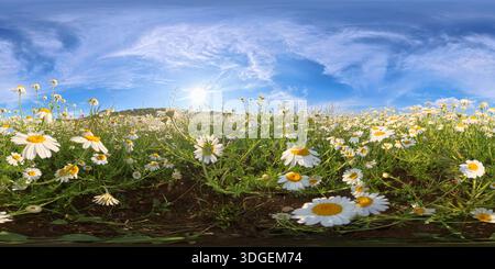 Il sole del campo di camomilla fiorisce margherite bianche sotto un cielo azzurro con nuvole mostruose in una giornata di sole Foto Stock