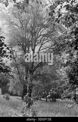 Regione di Donetsk, RSS Ucraina, Unione Sovietica - Primavera degli anni '1970: Un paesaggio d'archivio verticale in bianco e nero girato all'interno di un lussureggiante bosco. Alberi alti con corteccia chiara (probabilmente betulla o pioppo) si trovano nel terreno centrale, incorniciati da fitte foglie in primo piano per creare un effetto vignettatura naturale. Il sole filtra attraverso le foglie, creando una luce soffusa. Questa autentica fotografia vintage cattura la freschezza della natura di tarda primavera e la tranquilla vita quotidiana nella regione del Donbas durante la metà del XX secolo. Foto Stock