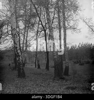 Regione di Donetsk, RSS Ucraina, Unione Sovietica - Primavera degli anni '1960: Una fotografia di paesaggio d'archivio in bianco e nero di un boschetto di betulle. L'immagine presenta diversi tronchi di betulla prominenti in primo piano con una consistenza della corteccia peeling chiaramente visibile. Gli alberi bianchi contrastano con lo sfondo più scuro della foresta. Questa autentica fotografia d'epoca cattura la bellezza naturale dei boschi e l'atmosfera tranquilla della regione del Donbas durante la metà del XX secolo Foto Stock