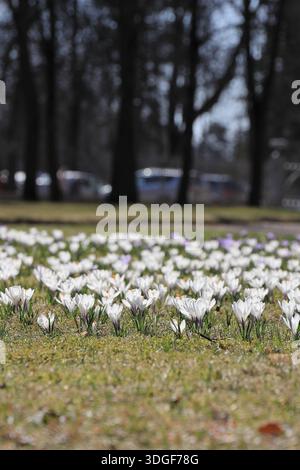 Molti bellissimi croci bianchi in fiore su un prato primaverile con orientamento verticale luminoso al mattino Foto Stock