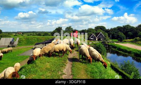 Una vista pittoresca della campagna olandese a Bourtange, Paesi Bassi, con pecore che pascolano su bastioni verdi accanto a cannoni storici. Foto Stock