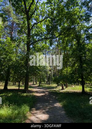 Un sentiero nella foresta si snoda tra alti alberi con densa tettoia verde, gettando ombre sul terreno sotto un cielo azzurro. Foto Stock