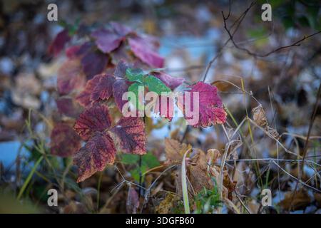 Focalizzazione selettiva su una pianta giovane con foglie rosse, viola e verdi vivaci ricoperte dal primo gelo. Questo colorato fogliame autunnale è circondato da Foto Stock
