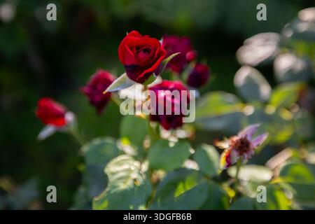 Focalizzazione selettiva su una bella rosa rossa profonda, leggermente ricoperta di rugiada mattutina, che fiorisce in un giardino estivo. Altri boccioli e foglie verdi creano una so Foto Stock