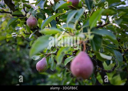 Attenzione selettiva a due giovani pere rossastre appese a un ramo d'albero in un giardino estivo. Lussureggiante vegetazione verde e un cielo azzurro luminoso creano un bellissimo Foto Stock