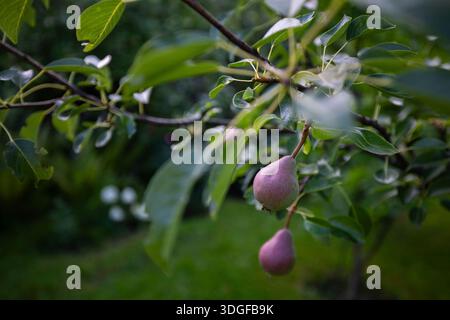 Attenzione selettiva a due giovani pere rossastre appese a un ramo d'albero in un giardino estivo. Lussureggiante vegetazione verde e un cielo azzurro luminoso creano un bellissimo Foto Stock