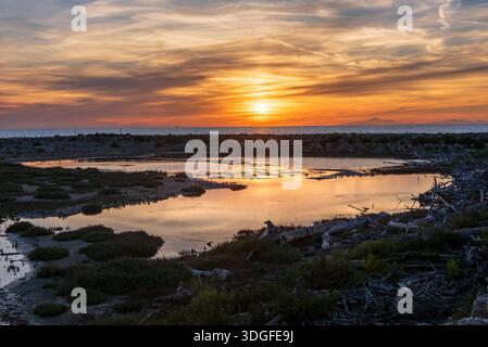 Un laghetto al tramonto nella zona bocca d'Ombrone con l'Isola d'Elba in lontananza Foto Stock