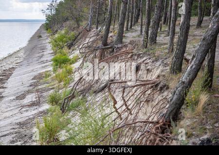 Erosione del suolo su una riva sabbiosa del Mar di Kiev, Ucraina. Le radici esposte e aggrovigliate di pini sono visibili sulla ripida scogliera, che passa a una truffa Foto Stock