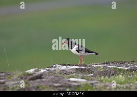 Eurasian oystercatcher Haematopus ostralegus Islanda Luglio 2009 Foto Stock