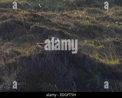 Gufo dalle orecchie corte Asio flammeus che riposa su heather, North Uist, Ebridi esterne, Scozia, Regno Unito, maggio 2022 Foto Stock