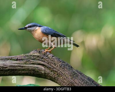 Eurasian nuthatch Sitta europaea Swell Wood RSPB Reserve, Somerset, Inghilterra, Regno Unito, ottobre 2022 Foto Stock