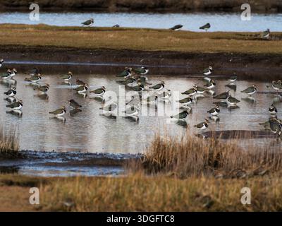 Northern lapwing Vanellus vanellus gregge che riposa in una piscina, Lodmoor RSPB Reserve, Weymouth, Dorset, Inghilterra, Regno Unito, febbraio 2023 Foto Stock