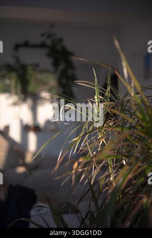A close-up of variegated Dracaena plant leaves with green, yellow, orange, and reddish hues, illuminated by sunlight filtering through them, with a bl Foto Stock