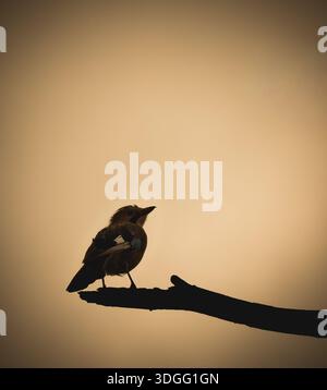 Sagoma di un uccello arroccato su un ramo d'albero al tramonto, delineato contro un cielo caldo e soffice. Immagine minimalista della natura che trasmette calma. Foto Stock