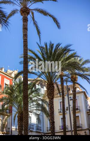 Un gruppo di alte palme che si erge contro un cielo blu vivace, con colorati edifici tradizionali in piazza Santisima Faz. Foto Stock