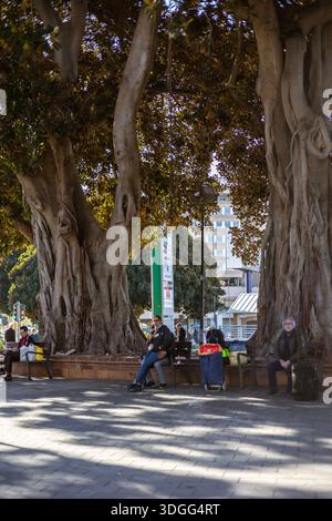 Alicante, Spagna – 14 novembre 2021: Persone che riposano all'ombra di un grande albero di Ficus macrophylla sulle panchine in una piazza pubblica vicino alla stazione ferroviaria della città Foto Stock