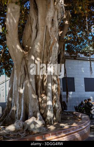 Alicante, Spagna – 14 novembre 2021: Persone che riposano all'ombra di un grande albero di Ficus macrophylla sulle panchine in una piazza pubblica vicino alla stazione ferroviaria della città Foto Stock