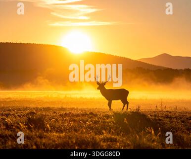 I cervi sono eleganti mammiferi noti per le loro gambe sottili e le imponenti corna Foto Stock
