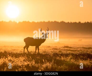 I cervi sono eleganti mammiferi noti per le loro gambe sottili e le imponenti corna Foto Stock