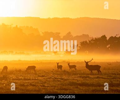 I cervi sono eleganti mammiferi noti per le loro gambe sottili e le imponenti corna Foto Stock
