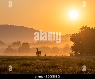I cervi sono eleganti mammiferi noti per le loro gambe sottili e le imponenti corna Foto Stock