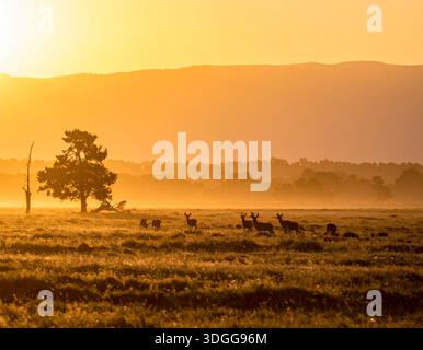 I cervi sono eleganti mammiferi noti per le loro gambe sottili e le imponenti corna Foto Stock