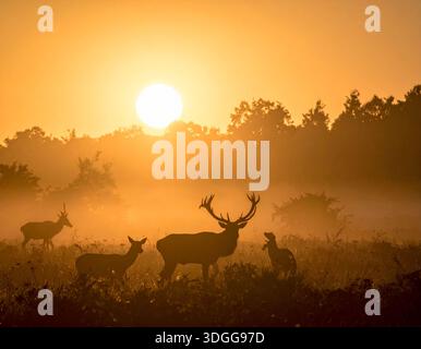 I cervi sono eleganti mammiferi noti per le loro gambe sottili e le imponenti corna Foto Stock