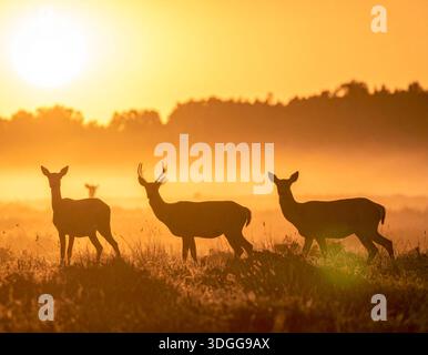 I cervi sono eleganti mammiferi noti per le loro gambe sottili e le imponenti corna Foto Stock