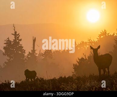 I cervi sono eleganti mammiferi noti per le loro gambe sottili e le imponenti corna Foto Stock