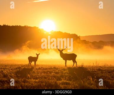 I cervi sono eleganti mammiferi noti per le loro gambe sottili e le imponenti corna Foto Stock