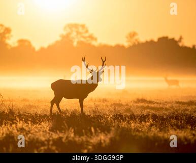 I cervi sono eleganti mammiferi noti per le loro gambe sottili e le imponenti corna Foto Stock