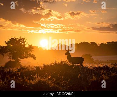 I cervi sono eleganti mammiferi noti per le loro gambe sottili e le imponenti corna Foto Stock