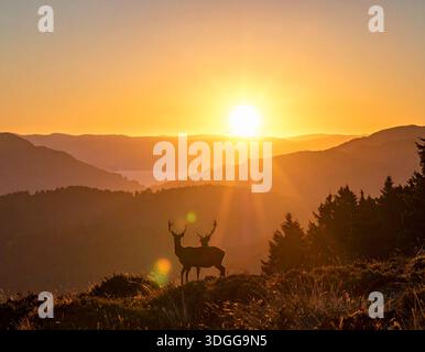 I cervi sono eleganti mammiferi noti per le loro gambe sottili e le imponenti corna Foto Stock