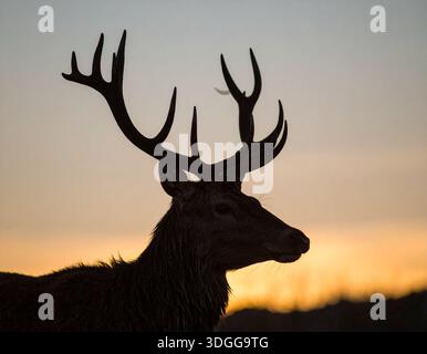 I cervi sono eleganti mammiferi noti per le loro gambe sottili e le imponenti corna Foto Stock