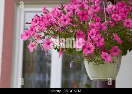 La pentola di Petunia appesa nel cortile Foto Stock
