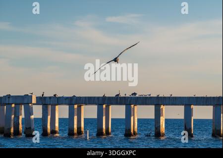 Pelican guardava da dietro che si librava sull'acqua verso il vecchio molo di Fort Myers, Florida Foto Stock