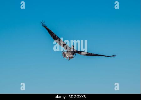 Pellicano marrone da dietro ali volanti sparsi nel cielo blu, isola di Sanibel, Florida Foto Stock