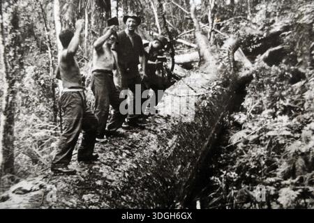 Gruppo di taglialegna che lavorano nella foresta con foto storiche in bianco e nero, Waitangi, nuova Zelanda Foto Stock