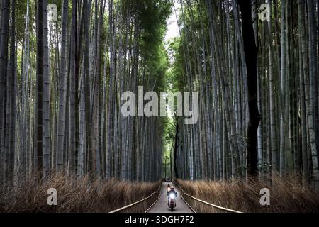 Percorso dritto attraverso la maestosa foresta di bambù di Arashiyama con alte canne di bambù, Kyoto, Arashiyama, Giappone Foto Stock