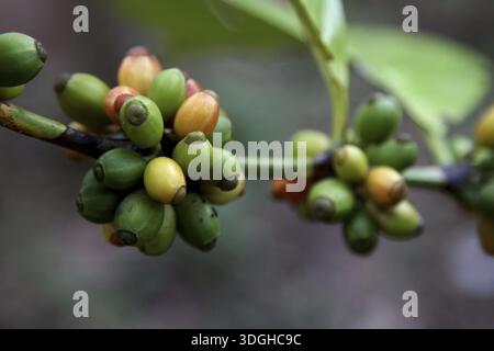 Chicchi di caffè robusta in varie fasi di maturazione sui rami, Zanzibar, Tanzania Foto Stock