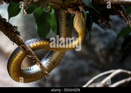 Taipan scopa su una filiale dello zoo, Melbourne, Victoria, Australia Foto Stock