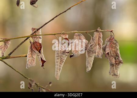 Vista ravvicinata delle foglie secche dell'autunno appese su un ramo sottile. Lo sfondo suggerisce un ambiente tranquillo della foresta, che riflette la bellezza dei mari Foto Stock