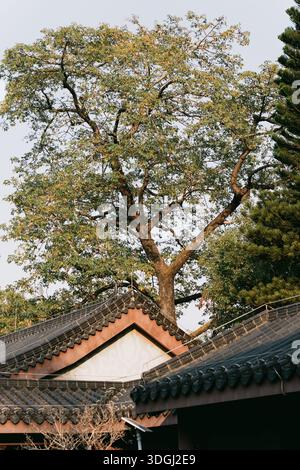 Tradizionale tetto giapponese con grande albero sullo sfondo - Lago Occidentale a Huizhou, provincia del Guangdong, Cina, è un'attrazione turistica caratterizzata da un'architettura antica Foto Stock