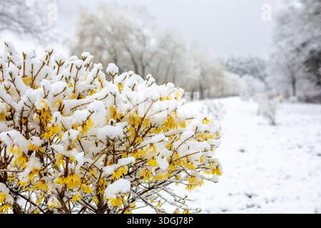 I fiori gialli di Forsythia sono ricoperti di neve fresca durante un'inaspettata nevicata tarda primavera. Questa splendida scena contrasta le vivaci fioriture Foto Stock